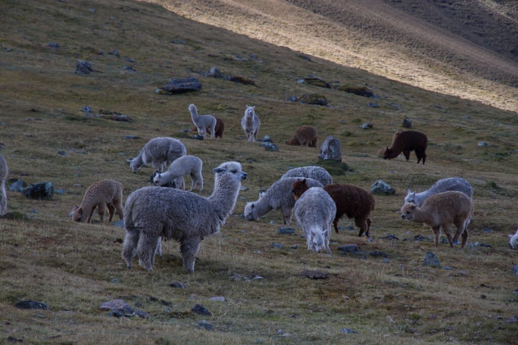 Auch in Peru zuhause: Alpacas