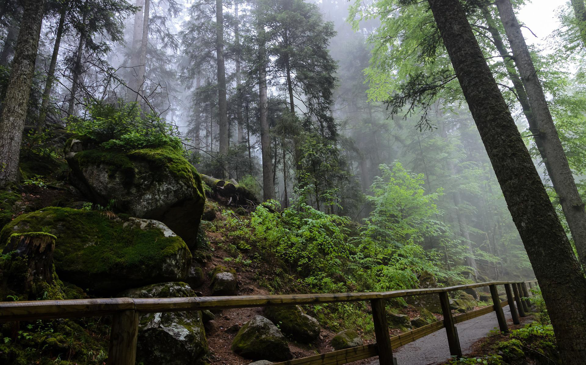 Beste Urlaubsregionen mit Hund – Schwarzwald