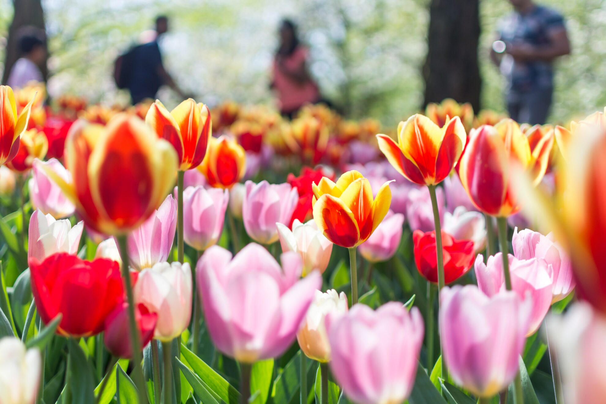 Keukenhof